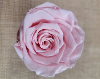 6 Light Pink Preserved Roses: DIY Floral Decor