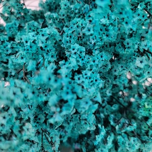 May include: A close-up of a cluster of small, teal blue flowers. The flowers are densely packed together, creating a textured and vibrant background.