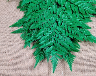 Preserved Fern, Green Leather Leaf, 10 Stems Preserved Soft and Whispy Wedding Ferns-Tree Fern-Pink Ferns-Floral Decor