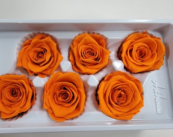 preserved orange rose
