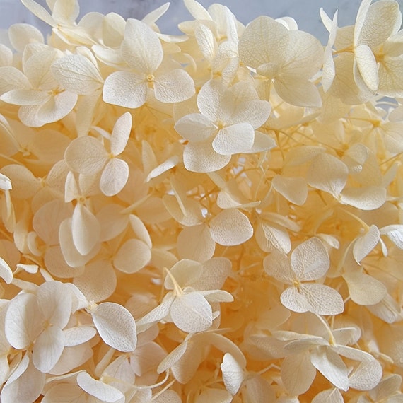 Beige Preserved Hydrangea: Real Dried Wedding Flowers