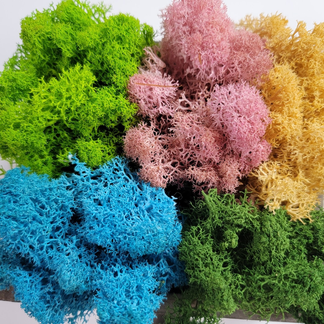 Preserved Reindeer Moss - 2oz - 5 Colors - Etsy