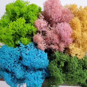 Preserved Reindeer Moss - 2oz - 5 Colors