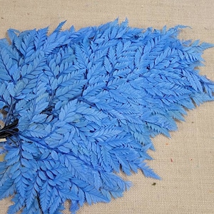 Bleached Leather Leaf Fern: Preserved Floral Decor, 10 Stems