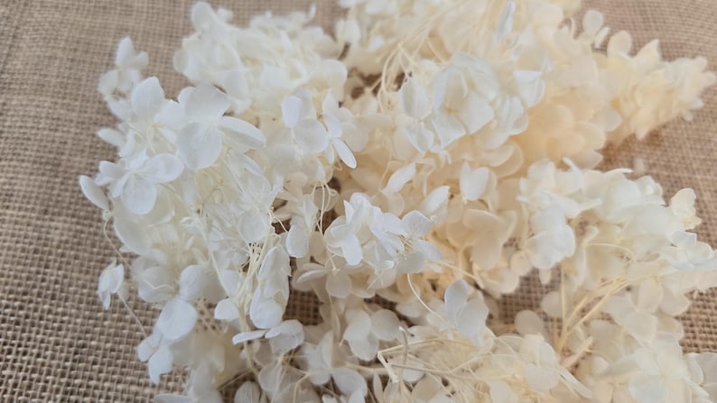 Beige Preserved Hydrangea: Real Dried Wedding Flowers image 7