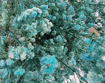 Light Blue Preserved Baby's Breath Bundle: Natural Gypsophilia