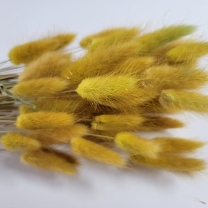 60 strms Yellow Dried Bunny Tail Rabbit Grass Stems Lagurus Grass CHOOSE C0LOR Naturally Dried Boho Wedding Decor. retro yellow