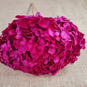 Preserved Hydrangea In rose red without, Preserved Hydrangea, Preserved Flowers, Dried Flowers, Real Flowers, Wedding Flowers 18&quot;-20&quot; Tall