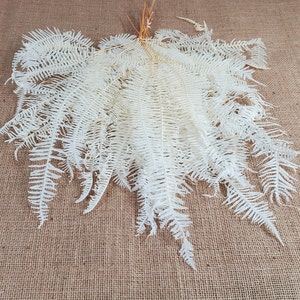 White Preserved Mountain Fern Leaf: Floral Arrangement, Home Decor (10 Pack)