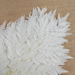 Bleached Leather Leaf Fern: 10 Stems Preserved White Floral Decor