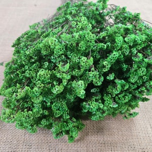 Green Preserved German Statice: Dried Limonium Flowers (19-20&quot; Tall)