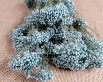 Light blue Preserved rice flower, flowers for bouquets, wedding flowers, filler, dried flowers  arrangements, Wedding decor, 19&quot;-20&quot;tall,