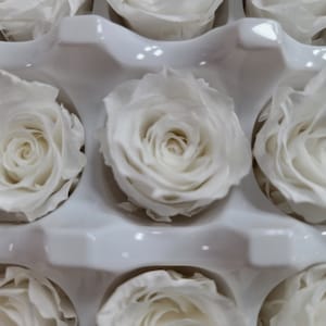 21 White Preserved Roses: Natural Dried Flowers for Wedding Bouquet - Etsy
