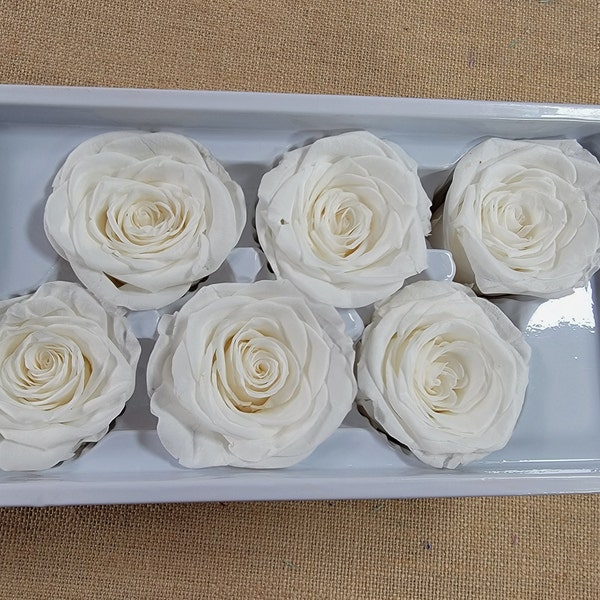 Dried White Roses - Etsy