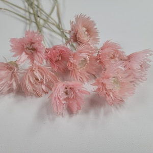 10 Silver Daisy In Light Pink, Dried Flowers, Home Decor, Wedding Decoration, 19&#39;-20&quot; Tall.Pink Flower Bush, Wedding Flowers, Spring Flowers