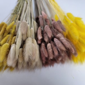 60 strms Yellow Dried Bunny Tail Rabbit Grass Stems Lagurus Grass CHOOSE C0LOR Naturally Dried Boho Wedding Decor. image 1