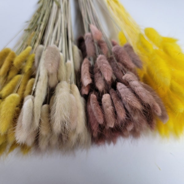 60 strms Yellow  Dried Bunny Tail Rabbit Grass Stems - Lagurus Grass - CHOOSE C0LOR - Naturally Dried - Boho Wedding Decor.