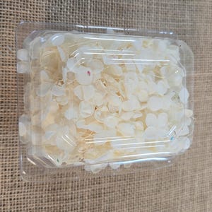 Beige Preserved Hydrangea: Real Dried Wedding Flowers hydrangea 2