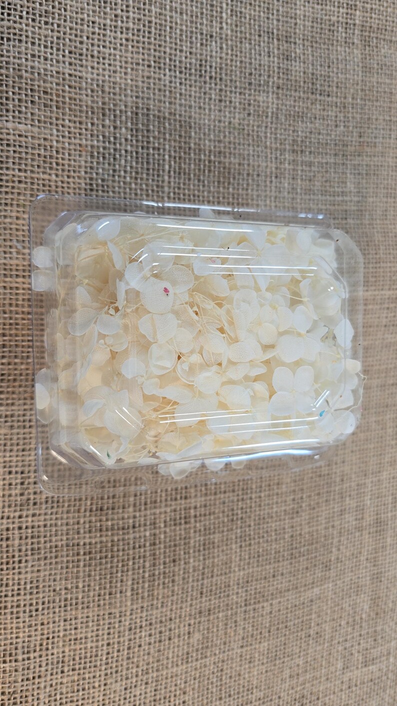 Beige Preserved Hydrangea: Real Dried Wedding Flowers hydrangea 2