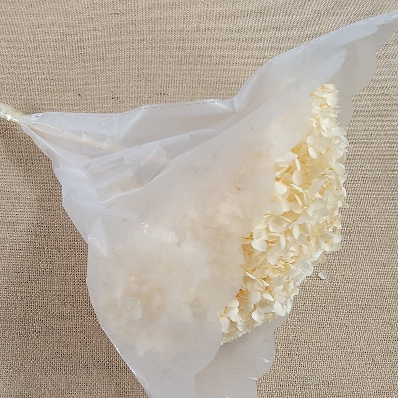 May include: A clear plastic bag filled with dried white hydrangea flowers.