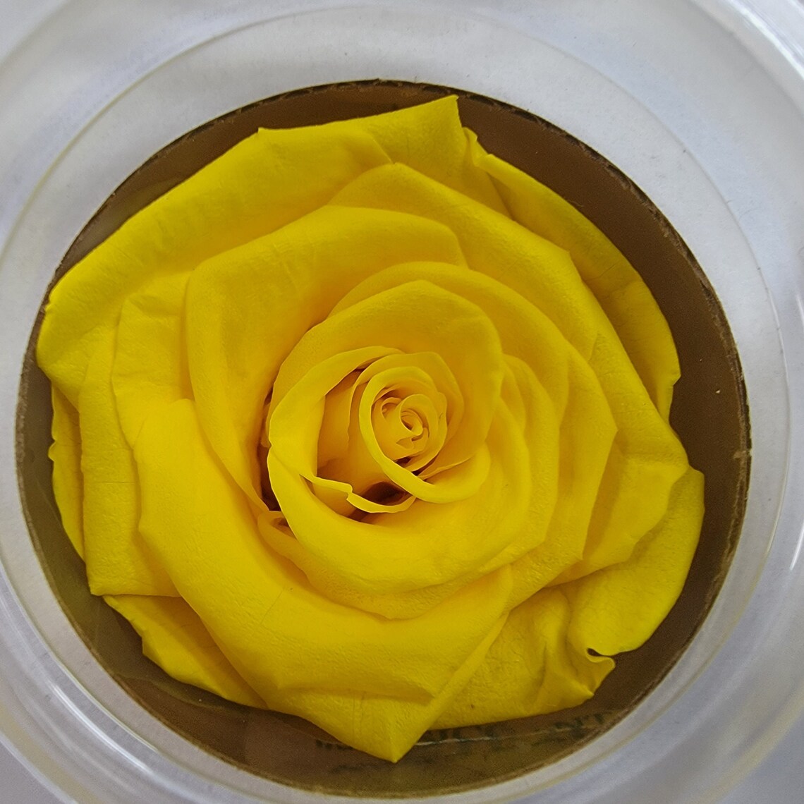 Preserved Yellow Roses - 6 Pack - Forever Flowers - Etsy
