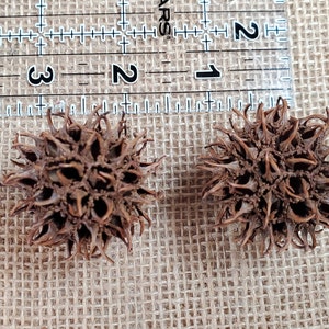 50 Sweet Gum Tree Balls / Seed Pods / Sweet Gum Balls / Natural Craft Supply / Wreath Supply image 6