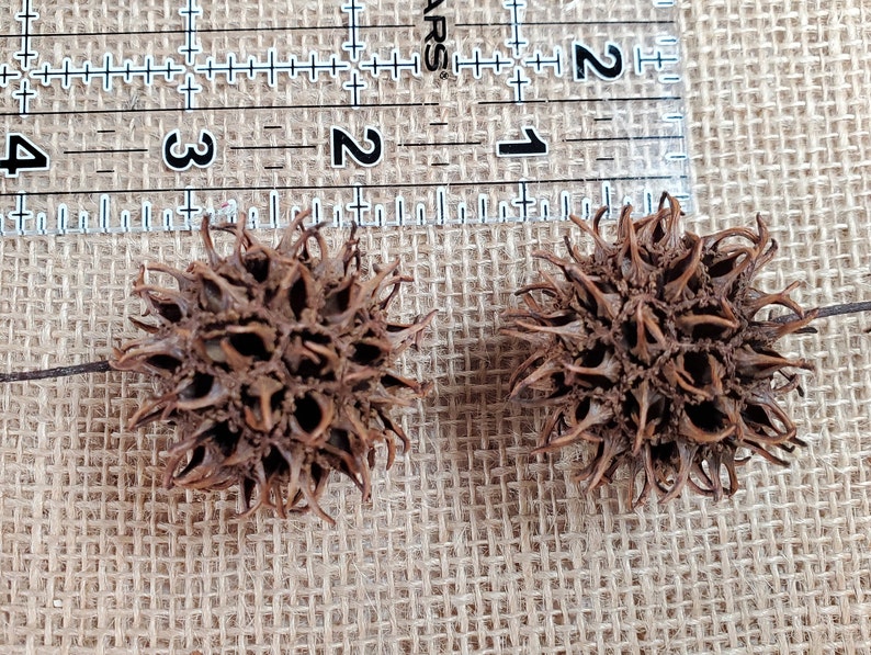 50 Sweet Gum Tree Balls / Seed Pods / Sweet Gum Balls / Natural Craft Supply / Wreath Supply image 6