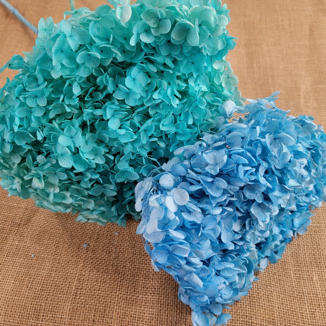 Preserved Hydrangea in Blue, Preserved Hydrangea, Dried Hydrangea