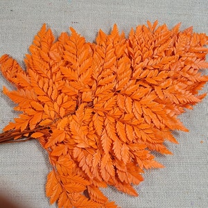 Preserved Fern, orange Leather Leaf, 10 Stems Preserved Soft and Whispy Wedding Ferns-Tree Fern - Orange Ferns-Floral Décor