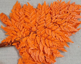 Preserved Fern, orange Leather Leaf, 10 Stems Preserved Soft and Whispy Wedding Ferns-Tree Fern - Orange Ferns-Floral Décor