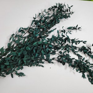 Preserved Parvifolia Eucalyptus: Dark Green Dried Eucalyptus Bunch