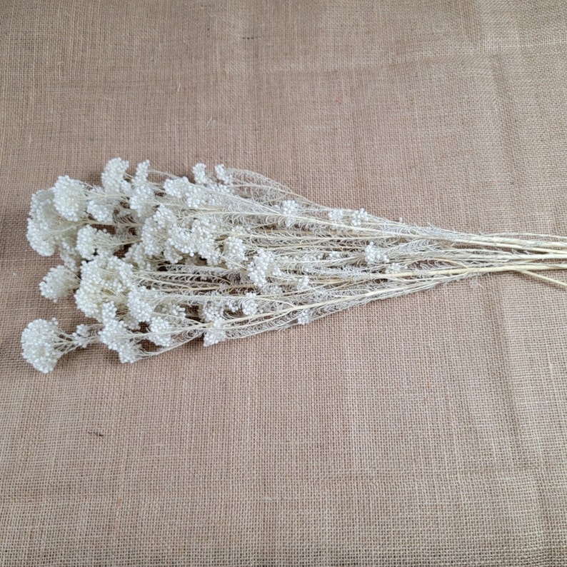 White Preserved rice flower, flowers for bouquets, wedding flowers, filler, dried flowers arrangements, Wedding decor, 1920tall, image 5