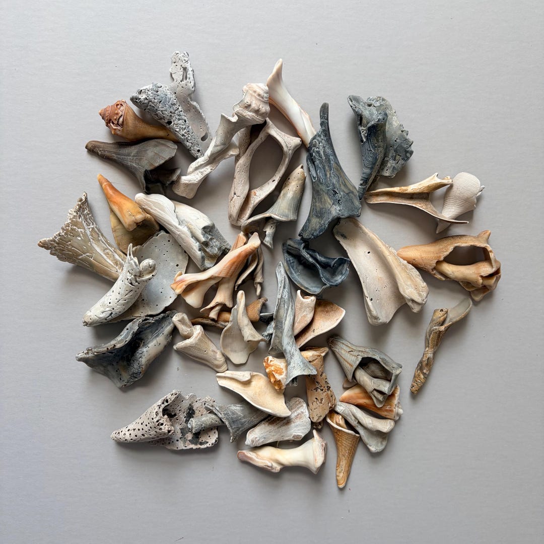 Natural Shell Spiral Beach Treasure Florida Seashell Fragment Craft ...