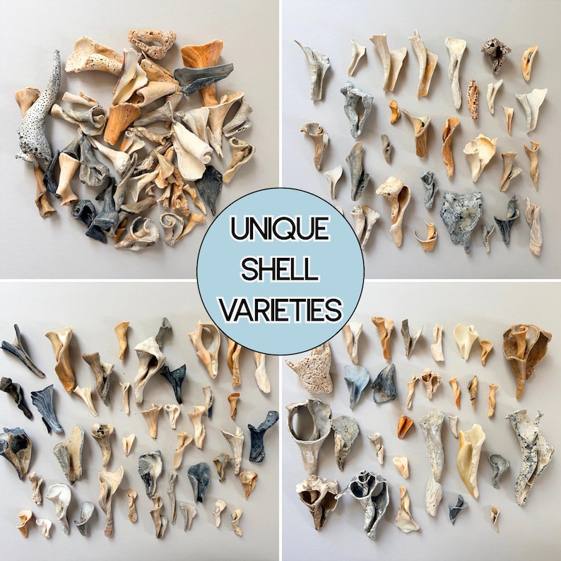 Puede incluir: Una colecci&oacute;n de varias conchas marinas en tonos beige, gris, blanco y naranja, dispuestas en cuatro secciones distintas. Un c&iacute;rculo azul claro central presenta el texto negro UNIQUE SHELL VARIETIES, destacando la diversidad de formas.