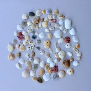 May include: A collection of assorted seashells in various shapes, sizes, and colors including white, tan, brown, gray, and pink. Many of the shells feature small, naturally occurring or drilled holes, displaying diverse textures and patterns.