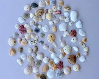 May include: A collection of assorted seashells in various shapes, sizes, and colors including white, tan, brown, gray, and pink. Many of the shells feature small, naturally occurring or drilled holes, displaying diverse textures and patterns.