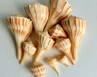 May include: A collection of ten cream-colored vase shells featuring vertical brown stripes. These marine gastropod shells have a distinct flared opening and a tapered base, arranged in a cluster with varying sizes and orientations.