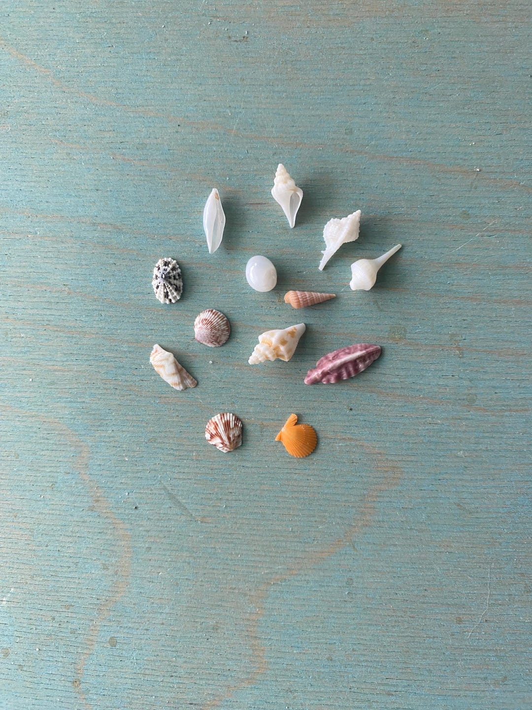 RARE Miniature Shell Collection, Premium Atlantic Ocean Seashells, 13 ...