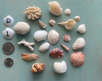 Rare Miniature Shell Collection Premium Atlantic Ocean Seashells Tiny ...