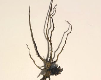 May include: A dried, dark brown sea fan specimen featuring a central base with several thin, branching, and textured stems extending upward. The organic structure displays a natural, irregular form with slender, twig-like appendages.