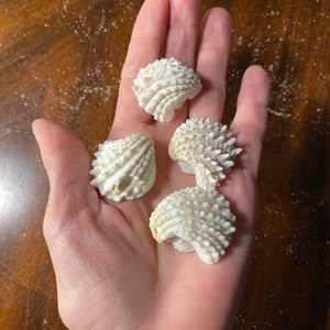 1” White Shells, Florida Spiny Jewel Box Shell, Beach Decor, Beach Wedding, Craft Shells