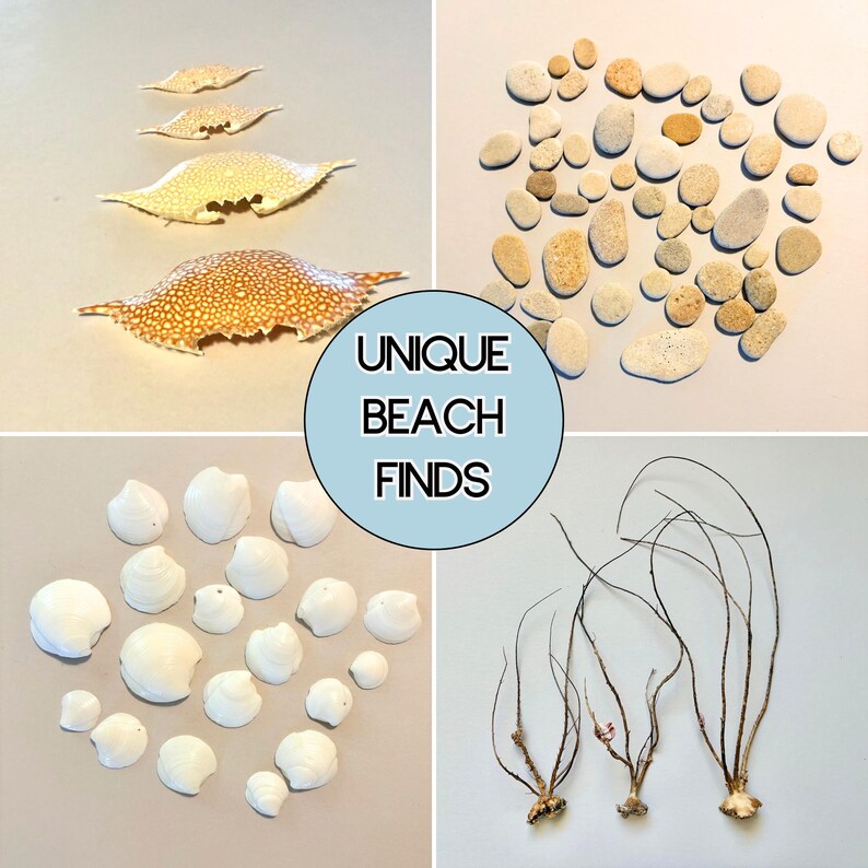 Puede incluir: Una colecci&oacute;n de objetos de playa que incluye cuatro caparazones de cangrejo de varios tama&ntilde;os, un grupo de guijarros lisos de color tostado y blanco, un conjunto de peque&ntilde;as conchas blancas y tres estructuras de ra&iacute;ces secas. Un c&iacute;rculo azul central muestra el texto UNIQUE BEACH FINDS.