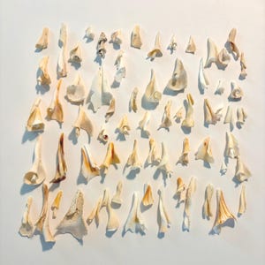 May include: A collection of numerous small, off-white and beige seashell fragments arranged in a grid-like pattern. The pieces vary in shape, featuring pointed, curved, and spiral forms with smooth textures and some subtle brown color variations.