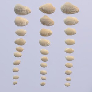 May include: A collection of thirty-three off-white seashells arranged in three vertical columns. Each shell features a distinct ribbed texture and a curved, fan-like shape. The shells are organized by size, ranging from larger specimens at the top to smaller ones at the bottom, displaying natural variations in their ridged surface patterns.