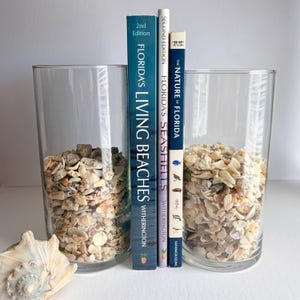 May include: Two clear cylindrical glass vases filled with small beige and white seashells, positioned on either side of three books titled Florida's Living Beaches, Florida's Seashells, and The Nature of Florida, with a large conch shell nearby.