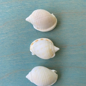 Shell Craft, Beach Seashells, “Scotch Bonnets” 3 pieces, Beach Decor, Wedding Decor