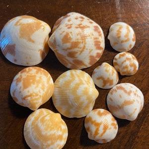 Shell Craft, Beach Decor, “Bittersweet Chevrons” 10 pieces