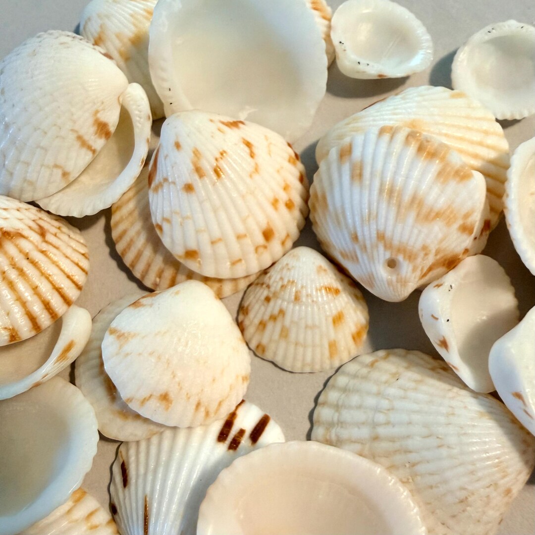 Craft and Shell Art Supply Comb Bittersweet Seashells Small Round ...