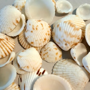 May include: A collection of various seashells in shades of white and tan. The shells have different shapes and sizes, with some featuring ribbed textures and brown spots. Some shells are open, revealing their inner surfaces.
