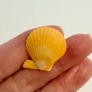 May include: A small, fan-shaped scallop shell with a vibrant yellow and orange gradient color. The shell features a series of fine, radiating ridges that extend from the base to the scalloped outer edge, showcasing a smooth, glossy texture.